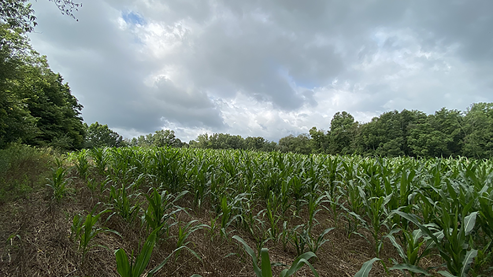 cornfieldRZ